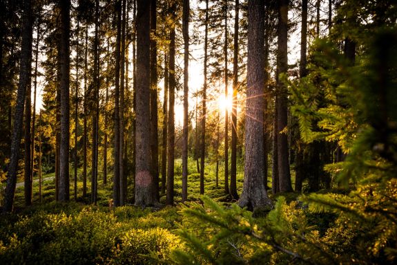 Sonne scheint durch die Bäume im Wald